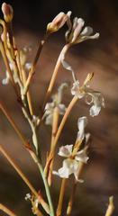 Tritoniopsis nervosa