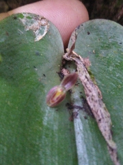 Pleurothallis matudana