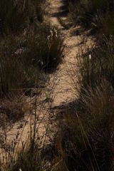 Tritoniopsis nervosa