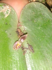 Pleurothallis matudana