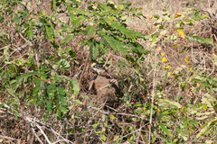 Trachyphonus margaritatus