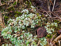 Riccia beyrichiana