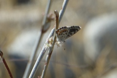 Euphilotes enoptes dammersi