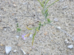 Malcolmia ramosissima