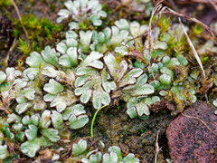 Riccia beyrichiana
