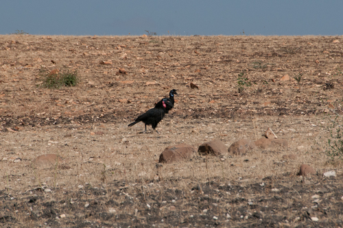 Abyssinian Ground-Hornbill