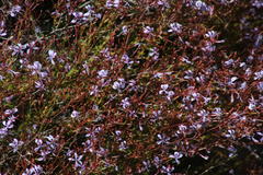 Prismatocarpus diffusus