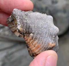 Cymia tectum