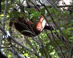 Varecia rubra