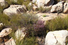 Prismatocarpus diffusus