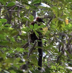 Varecia rubra