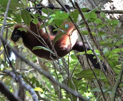 Varecia rubra
