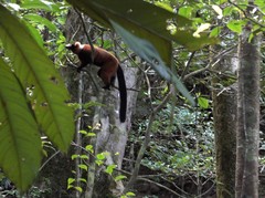 Varecia rubra