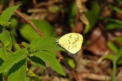 Pyrisitia nise