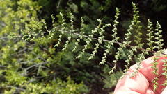 Cheilanthes parviloba
