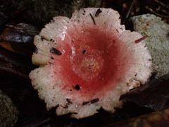 Russula kansaiensis