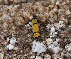 Chauliognathus misellus