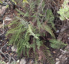 Cheilanthes parviloba