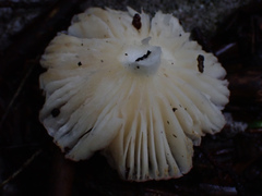 Russula kansaiensis