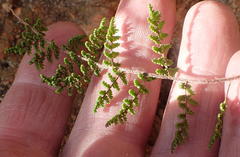 Cheilanthes parviloba