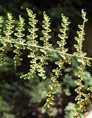 Cheilanthes parviloba