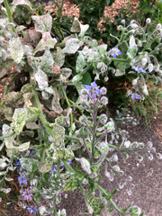 Borago officinalis