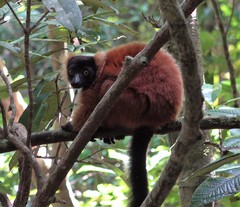 Varecia rubra