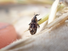 Cosmobaris scolopacea