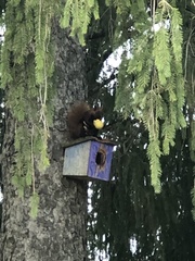 Sciurus carolinensis