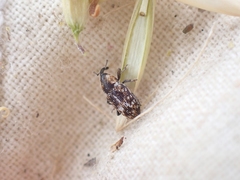 Cosmobaris scolopacea