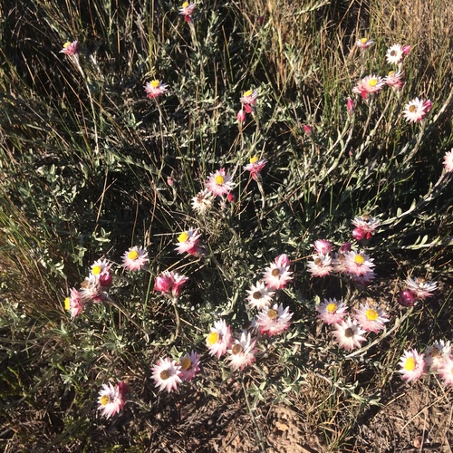 Image of Achyranthemum affine by (c) Andrew Gillespie, some rights reserved (CC BY-SA)