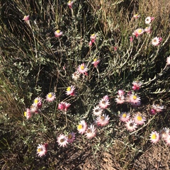 Achyranthemum affine