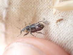 Cosmobaris scolopacea