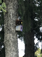 Sciurus carolinensis