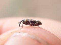 Cosmobaris scolopacea