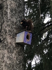 Sciurus carolinensis