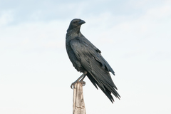 Corvus rhipidurus