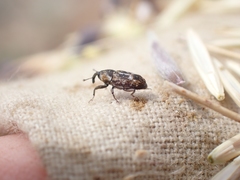 Cosmobaris scolopacea