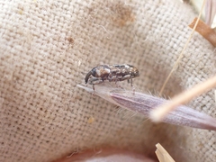 Cosmobaris scolopacea