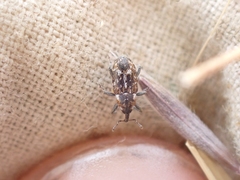 Cosmobaris scolopacea