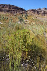 Berzelia arachnoidea