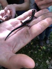 Plethodon montanus