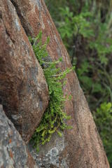 Crassula lanceolata lanceolata