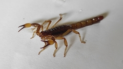 Mesomexovis occidentalis