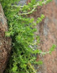 Crassula lanceolata lanceolata