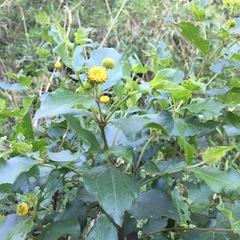 Podanthus ovatifolius