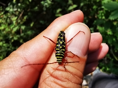 Placosternus guttatus