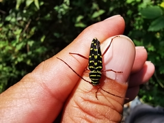Placosternus guttatus