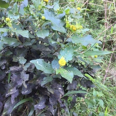 Podanthus ovatifolius