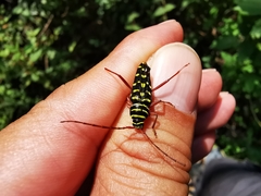 Placosternus guttatus